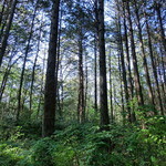 パンデカフェファリーヌ - 