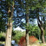 パンデカフェファリーヌ - 