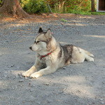 パンデカフェファリーヌ - キリリとしたワンちゃん