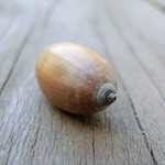 パンデカフェファリーヌ - どんぐり