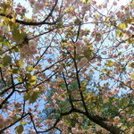 パンデカフェファリーヌ - 