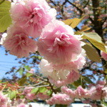 パンデカフェファリーヌ - 綺麗～～～