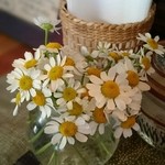 月光 - 2015桜、テーブルのお花