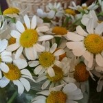 月光 - 2015桜、テーブルのお花です