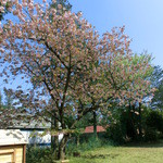 パンデカフェファリーヌ - ショートコースだった敷地内。まだ桜が残ってたね。