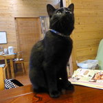 猫ちゃんおもてなしの宿　オーベルゼ　レ・ボー - 