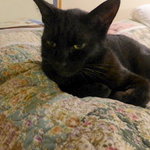 猫ちゃんおもてなしの宿　オーベルゼ　レ・ボー - 