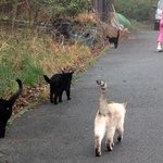 猫ちゃんおもてなしの宿　オーベルゼ　レ・ボー - 