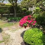 福喜 - 中庭庭園　ツツジが咲いてます