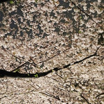 Jean-Georges Tokyo - ライトアップで夜桜のアーチ