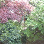 紀尾井町 福田家 - 中庭