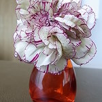 フォーシーズンズホテル丸の内　東京 - テーブルフラワー