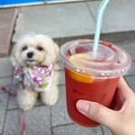 キャッツ ロック バル - 