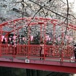 マダム・トキ - 目黒川のサクラは、まだ7分咲き