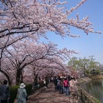 CAM ON - おまけ　高松公園　桜満開でした(^.^)