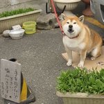 Te Uchi Chi Soba Ume Soba - 看板犬の「さくら」ちゃん♪