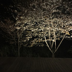 素透撫 - 店内から見える夜桜