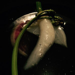 素透撫 - 前菜 アップ