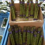 八紘学園 農産物直売所 - 【2015年03月】アスパラもたっぷり販売中。