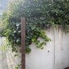 TACUBO - 