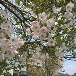 桜美食堂 - おまけ 2015年4月 桜アップ
