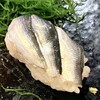 福寿司