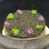 GLOUTON SHURI - 