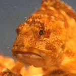 旬彩鈴吉 - イケス(カサゴ)