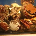 旬彩鈴吉 - イケス(サザエ、赤貝、岩牡蠣)