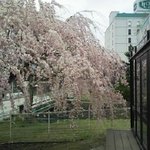 はまゆう - お店から見える、しだれ桜