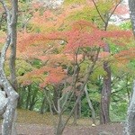 そば処　勉強屋 - 長瀞の紅葉２