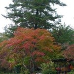 そば処　勉強屋 - 長瀞の紅葉１