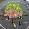 神戸牛ステーキ 菊
