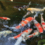 樂翠亭美術館 カフェ - 