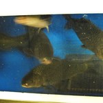 博多名代 吉塚うなぎ屋 - 