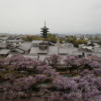 京大和 - 庭からの景色