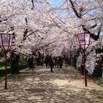 LE CHOCOLAT - 桜のトンネル