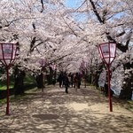 chez-moi - 弘前城公園桜のトンネル