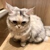 猫カフェMOCHA - 