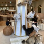 猫カフェMOCHA - 