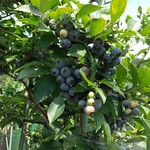 農園Cafe Wacca - 農園