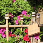 Ru Pirie - お花がキレイだったので一緒に写してみました。ここはアイーダさんじゃなくうちのマンションの庭。