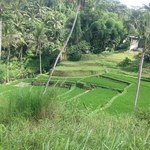 FOUR SEASONS RESORT BALI AT SAYAN - 2012年11月上旬。ホテル内の水田。