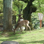 奈良ホテル - おまけに窓の外には、手を伸ばせば触れそうな場所まで鹿が来ています