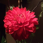 カーヴ - マスターの生ける花