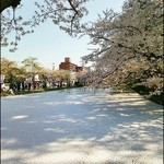 可否屋 葡瑠満 - 窓から弘前城東門の桜が見えます。