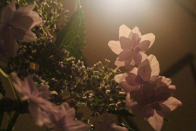 Gakuya SASAYA photo 4