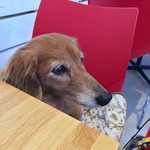 DOG DEPT.+CAFE Karuizawapurinsuten