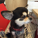 DOG DEPT.+CAFE Karuizawapurinsuten