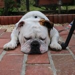 リトル ランカ - 